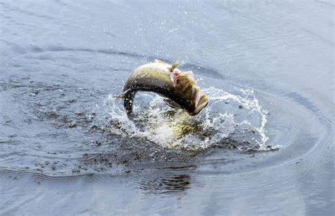 Largemouth Bass Fishing – 5 Helpful Tips for Beginners.